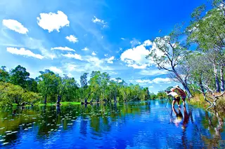 เกาะพระทอง