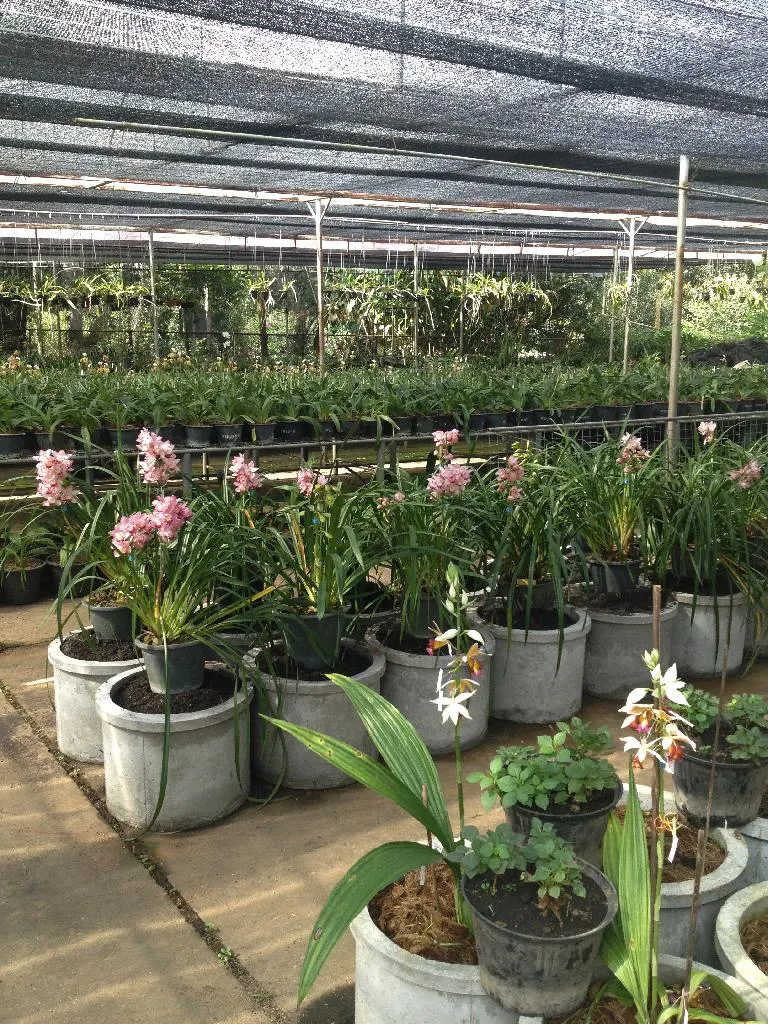 ศูนย์วิจัย และพัฒนาการเกษตรตาก