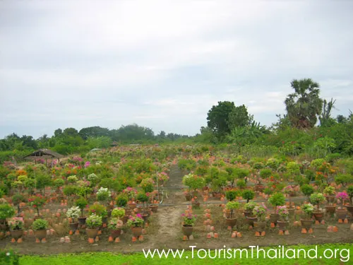 ศูนย์เกษตรบางรักน้อย