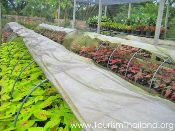 หมู่บ้านบอนสีเฉลิมพระเกียรติ ฯ