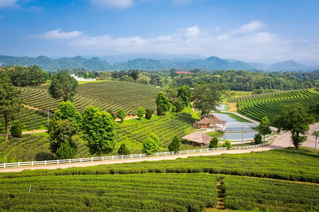 เชียงราย 1 วัน ไร่ชาฉุยฟง สิงห์ปาร์ค และบรรยากาศเมือง